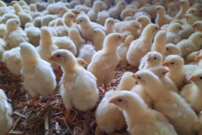 mexico-suspende-importacion-de-productos-avicolas-de-brasil-por-influenza